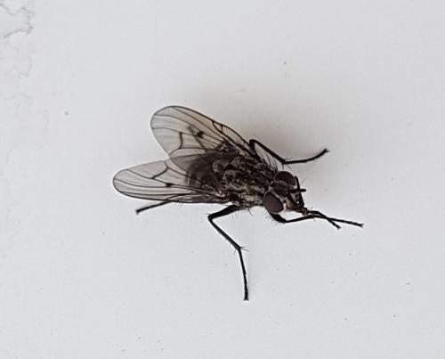 Réf. 222 878 : Phaonia trimaculata